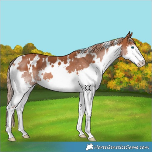 Horse Color:White Spotted Chestnut Splash
