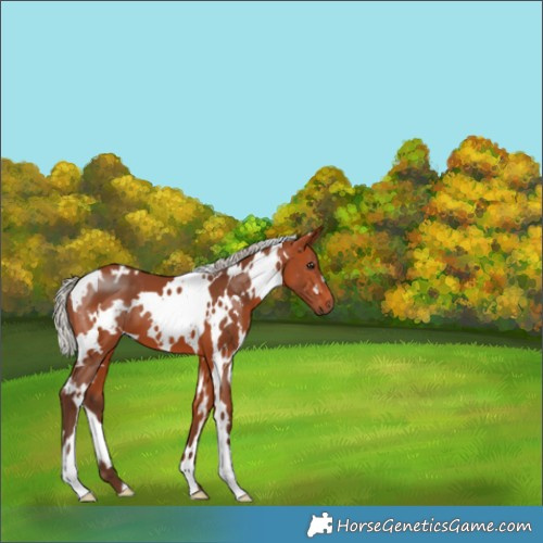 Horse Color:White Spotted Silver Bay 
