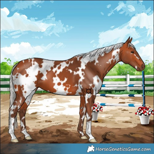 Horse Color:White Spotted Silver Bay 