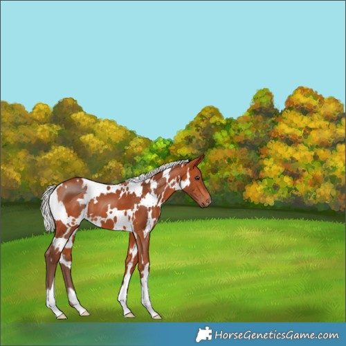 Horse Color:White Spotted Silver Bay 
