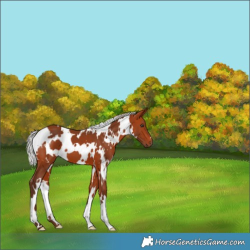 Horse Color:White Spotted Silver Bay 
