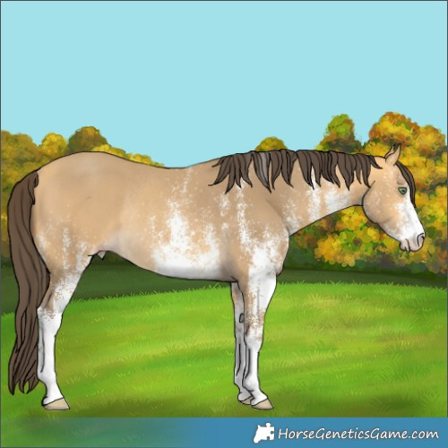 Horse Color:White Spotted Amber Cream Champagne Rabicano 
