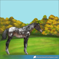 Horse Color:White Spotted Brown Tobiano 