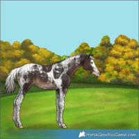 Horse Color:Liver Chestnut Splash Tobiano
