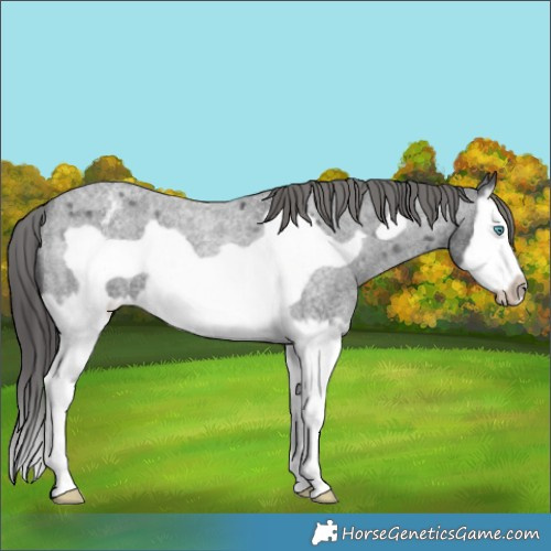 Horse Color:Blue Roan Splash Frame Varnish 