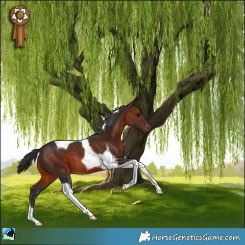 Horse Color:Brown Tobiano 