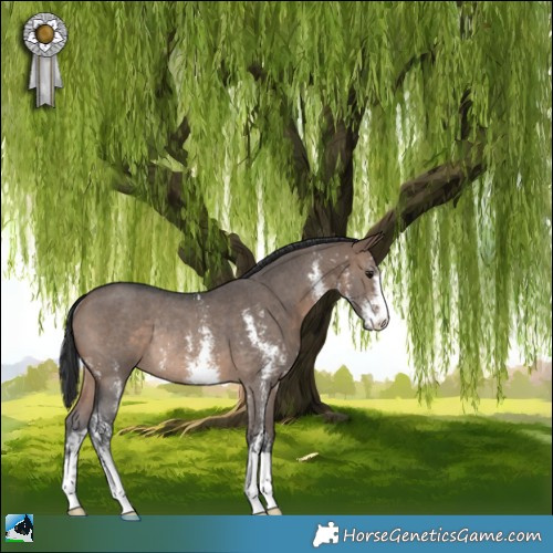 Horse Color:Brown Dun Sabino Rabicano 