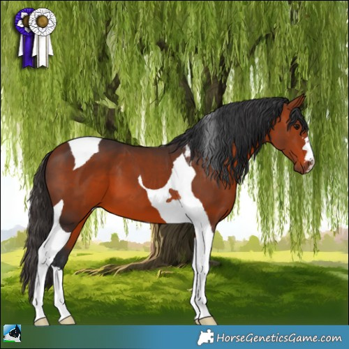 Horse Color:Bay Tobiano 