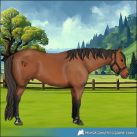 Horse Color:Bay 