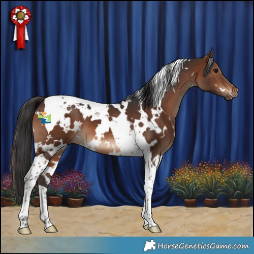 Horse Color:White Spotted Brown Tobiano 