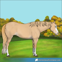 Horse Color:Red Dun Splash 