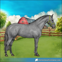 Horse Color:Black Appaloosa Rabicano 