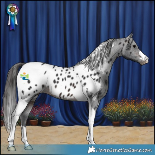Horse Color:Brown Tobiano Appaloosa 