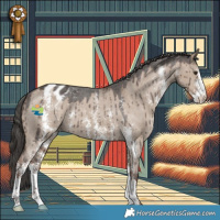 Horse Color:Liver Red Dun Sabino Varnish Brindle
