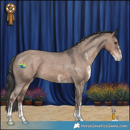Horse Color:Liver Red Dun Sabino Appaloosa 