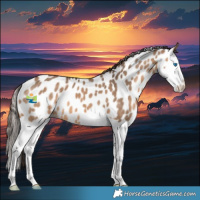 Horse Color:Bay Dun Splash Appaloosa 