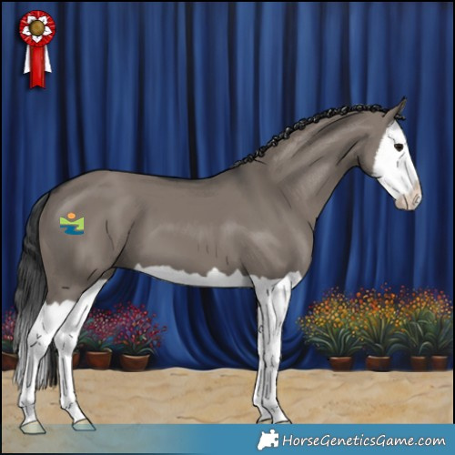 Horse Color:Grullo Splash 
