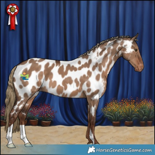 Horse Color:Liver Red Dun Near Leopard 