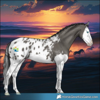 Horse Color:Grullo Splash Blanket 