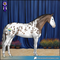 Horse Color:Brown Dun Splash Appaloosa 