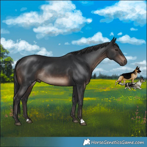Horse Color:Brown Mushroom Rabicano 