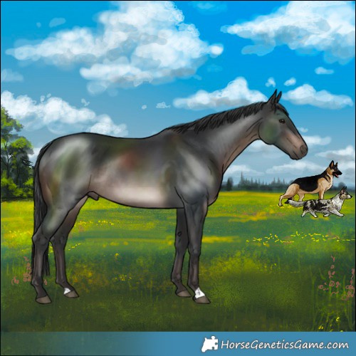 Horse Color:Brown Mushroom Rabicano 