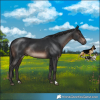 Horse Color:Brown Mushroom Rabicano 