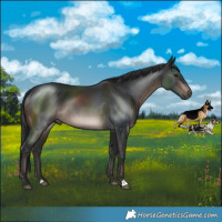 Horse Color:Brown Mushroom Rabicano
