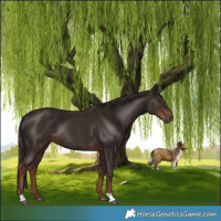 Horse Color:Liver Chestnut Rabicano 