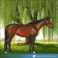Horse Color:Brown Rabicano 