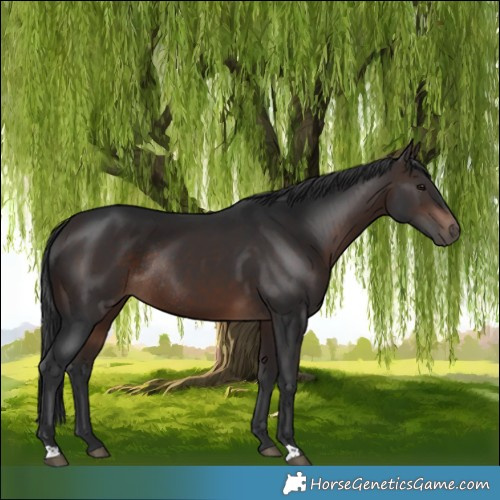 Horse Color:Brown Rabicano 