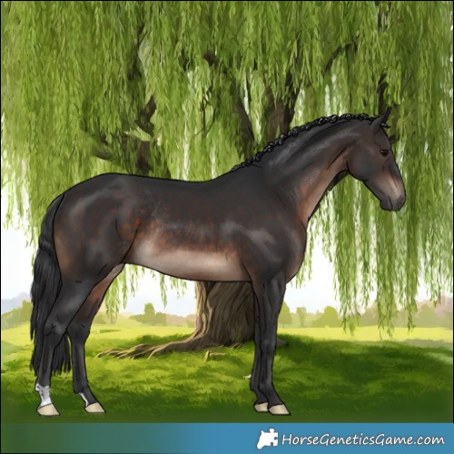 Horse Color:Brown Rabicano