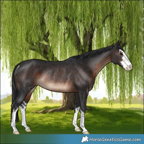 Horse Color:White Spotted Brown Rabicano 
