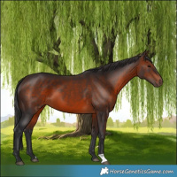 Horse Color:Brown 
