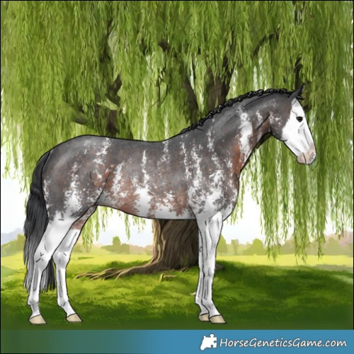 Horse Color:Brown Sabino Splash Rabicano 