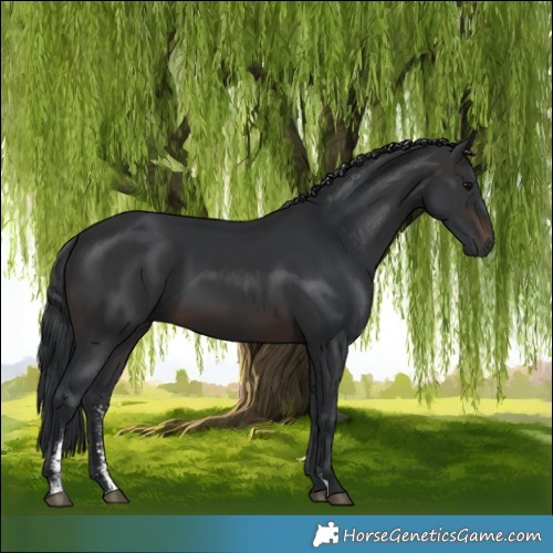 Horse Color:Brown Sabino Rabicano 