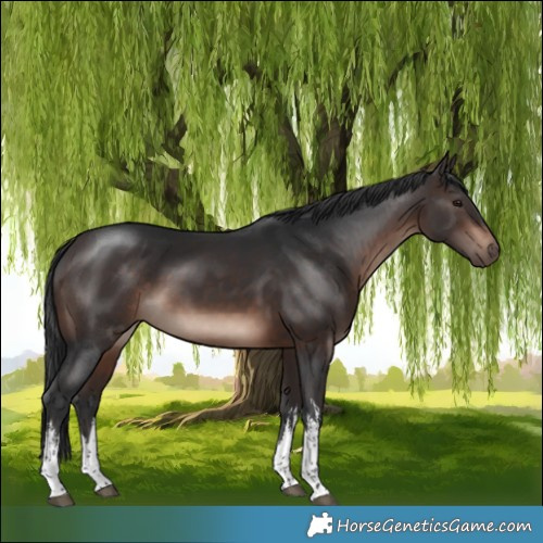 Horse Color:White Spotted Brown Mushroom