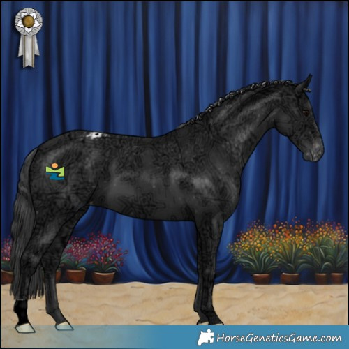 Horse Color:Black Ice Appaloosa