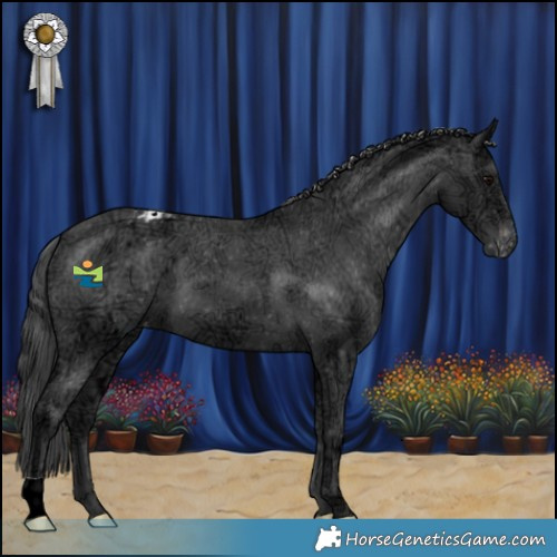 Horse Color:Black Ice Appaloosa 