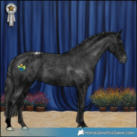Horse Color:Black Ice Appaloosa
