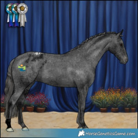Horse Color:Black Ice Appaloosa 