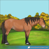 Horse Color:Unknown 