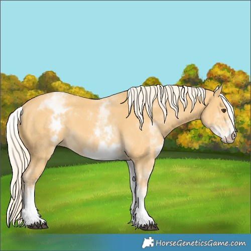 Horse Color:White Spotted Palomino 