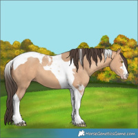Horse Color:Amber Champagne Tobiano 