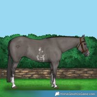 Horse Color:Smoky Grullo Sabino Rabicano 
