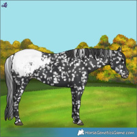 Horse Color:Black Snowcap