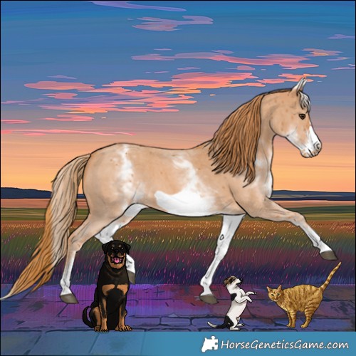 Horse Color:White Spotted Chestnut Sabino Frame