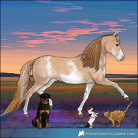 Horse Color:White Spotted Chestnut Sabino Frame 