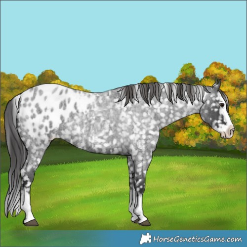 Horse Color:Blue Roan Splash Blanket 