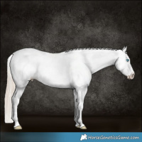 Horse Color:Smoky Creme Sabino Appaloosa 